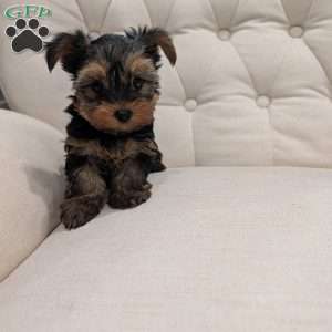 Remy, Yorkie Puppy